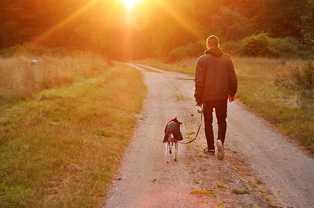 Dog friendly cottages in France